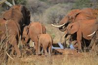 elefanten an der tränke in der lodge in Tarangire