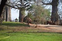 elefanten in der Lodge in Tarangire