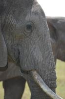 elefantenbulle ganz dicht serengeti