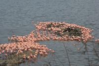 Flamingos am momella see