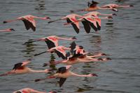 fliegende flamingos momella see