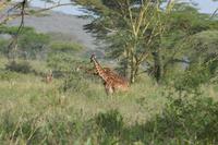 giraffen serengeti