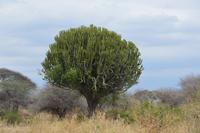 kandelaber euphorbie im tarangire NP