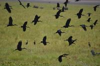 Klaffschnabelstörche süd tarangire