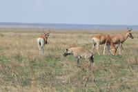 kongoni antilope und hyäne serengeti