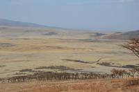massai steppe am ngorongoro krater