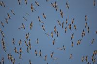 pelikane zu hunderten über uns manyara NP