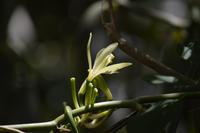 sansibar vanilleblüte