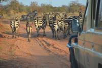 Zebras als Verkehrshindernis