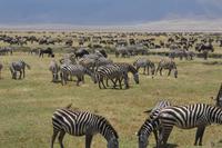 zebras gnus ngorongoro