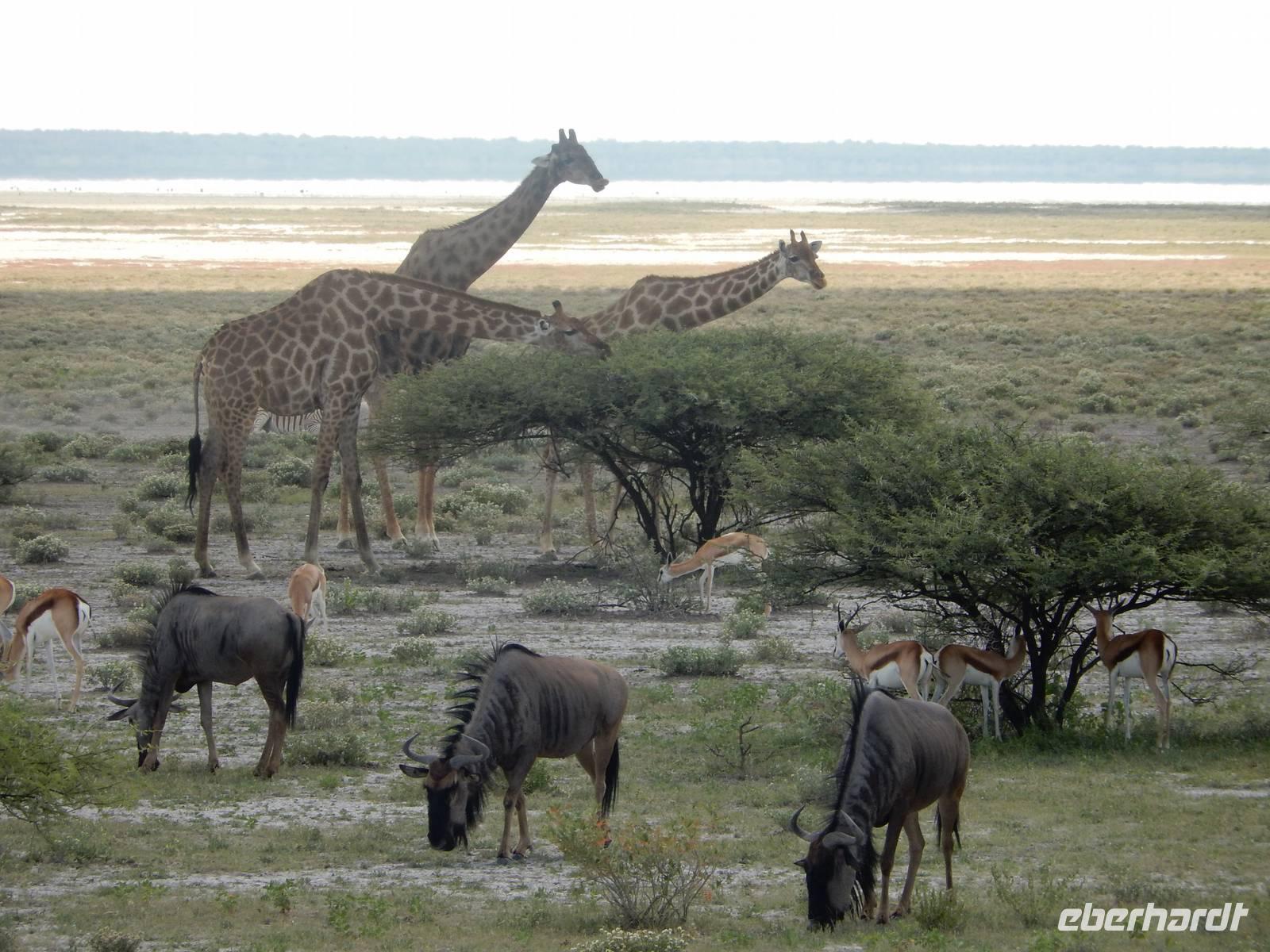 12_Tiere im Etosha Nationalpark (4)
