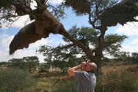 Webervögelnester überall