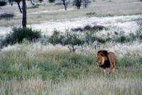 nach ihrem Löwen-Mann