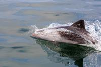 Benguela Delphin