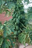 Avocados im Vorgarten