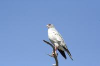 Weißburzelsinghabicht