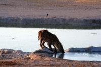 Pirschfahrten im Etosha
