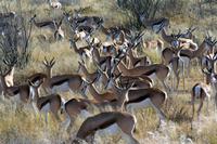 Springböcke überall