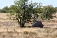Nashorn unterm Schattenbaum