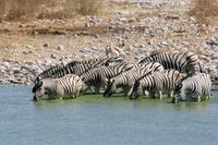 Am Wasserloch im Okaukuejo Resort