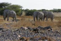 Zebras gehen, Elefanten kommen