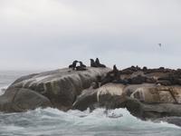 Hout Bay die ersten Robben