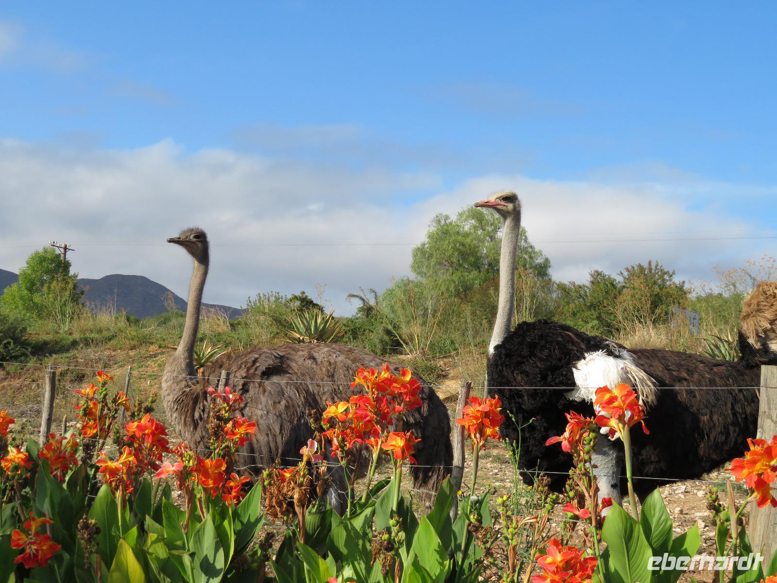 Swartberg Country Manor Straußenpärchen