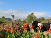 Swartberg Country Manor Straußenpärchen