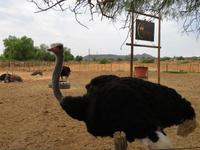 Highgate Straußenfarm