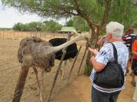 Highgate Straußenfarm
