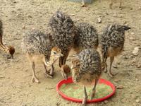 Highgate Straußenfarm