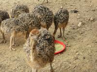 Highgate Straußenfarm