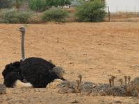 Highgate Straußenfarm
