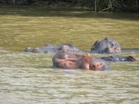 Hippos