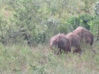 3x Nashorn von hinten