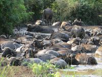 Umfolozi Büffel im Schlamm
