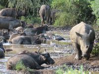 Umfolozi NP Nashorn & Büffel