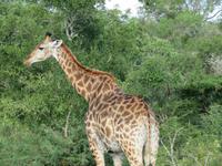 Umfolozi Giraffe