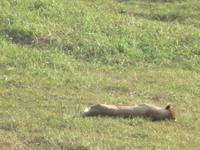 Umfolozi schlafender Löwe