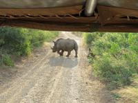 Umfolozi Nashorn hat Vorfahrt