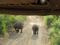 Umfolozi Mutter mit Kind