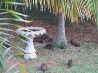 St.Lucia Hotel Mangusten