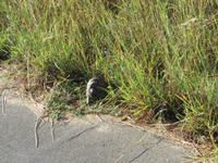Krüger NP Schildkröte