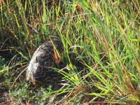 Krüger NP Schildkröte