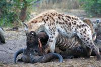 Hyäne beim Frühstück