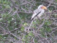 Krüger NP Gelbschnabeltoko