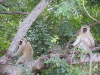 Krüger NP Affen
