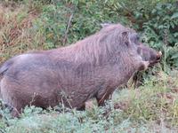 Krüger NP Warzenschwein