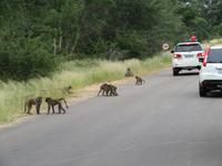 Krüger NP Affen