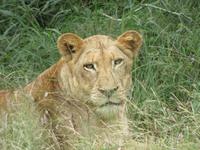 Krüger NP Löwe